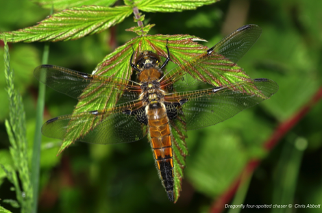 Dragonfly